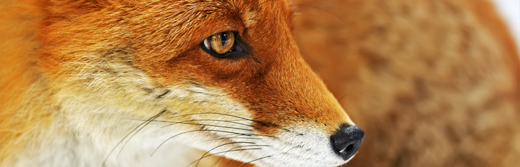 Banner Fuchs