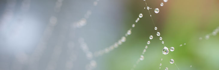 Banner Spinnweben mit Wassertropfen