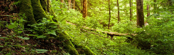 Header CSR Wald