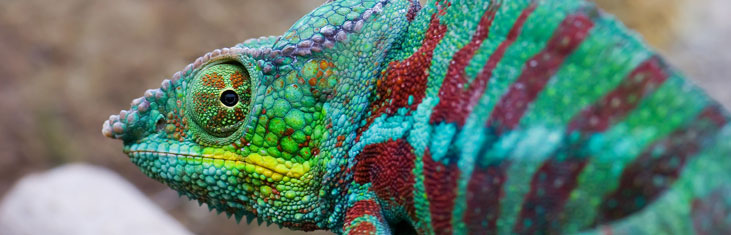 Banner Chameleon 