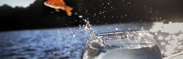 Banner Fisch spingt aus dem Glas